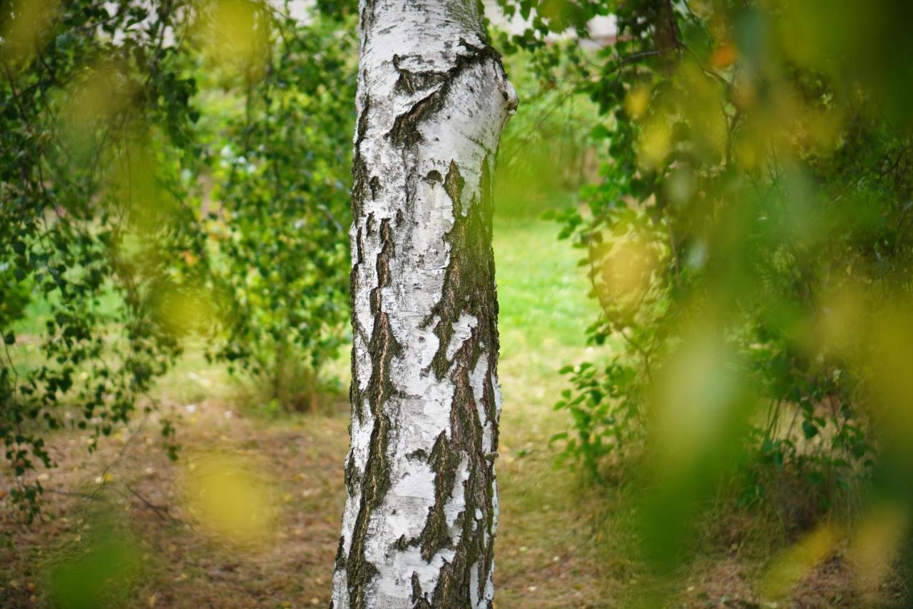 Przytulne Studio Borowkowy Zagajnik Piechowice  Exteriér fotografie